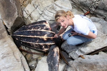 Michelle Jewell with stranded leatherback turtle